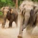 Angry elephants