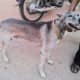 Pariah mixed wolf with Indian dog