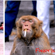 top-10-most-dangerous-exotic-animals-you-can-legally-own-in-india