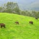Wild Indian elephants from Munnar 