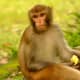 Indian monkey