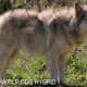 Wolfdog hybrid