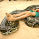top-10-most-dangerous-exotic-animals-you-can-legally-own-in-india