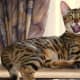 Angry Bengal cat