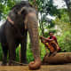 Indian pet elephant