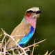 Lilac-breasted Roller (Coracias caudatus) photographed in Botswana.