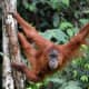 A Sumatran orangutan, one of only two species in the wild.