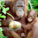 A Borneo orangutan and her baby.  The Borneo Orangutan Survival Foundation is the world's largest non-profit organization to protect directly endangered orangutans in Indonesia.