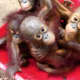 These baby orangutans were all abandoned by their mother.  Now, they are taken to school by wheelbarrow  to the International Animal Rescue&rsquo;s school in Keptang, Indonesia where they will learn to survive in the wild.
