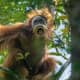 This wild-looking fellow is an elderly Sumatran orangutan in the forests of Borneo.
