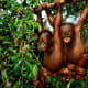 Two young Borneo orangutans playing.  Newborn orangutans weigh only about three pounds, and they are not weaned from their mothers until they are about three to four years old.