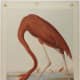 An American Flamingo by John James Audubon