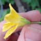 Cantaloupe Male Flower