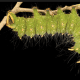 Imperial moth caterpillar, green form