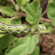 White-lined sphinx caterpillar
