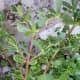 Stems growing opposite with a single leaf where the nodes are.