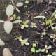 Young purslane growing with red spinach.