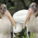 Wood storks are beady-eyed, long-legged wading birds found primarily in Florida. The National Audubon Society calls this bird “the barometer of the Everglades.”