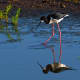 The endangered Hawaiian stilt, which has very long pink legs and a black beak.  This stilt is a very slender wading bird found only in Hawaii.