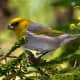 The critically endangered palila bird is a small songbird in the forests of Hawaii.  Today, they are found in a very small percentage of their historic range, primarily due to the loss of native dryland forest habitat.