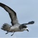 This is a photo of the Hawaiian petrel bird, an endangered seabird that resides in the central subtropical Pacific Ocean and has been known to breed only within the major Hawaiian Islands.