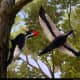 Who wouldn't love to see an ivory-billed woodpecker in their yard, pecking away?  They are also called &quot;the Grail Bird,&quot; because to see one is considered &quot;The Holy Grail&quot; of birding.