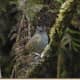 This is the small Kauai thrush bird, also knowns as Puaiohi.  It is is drastic decline on the island of Kauai in Hawaii where it is a native bird.
