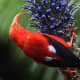 The I'iwi bird has a long, downward-curving bill which is perfect for sipping nectar from tubular flowers. Climate change and diseases such as malaria have caused this beautiful bird's numbers to decrease over the years.