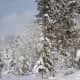 even more snowy trees.