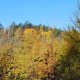 Visitors are often interested in seeing Tamarack, a hardwood that turns color and sheds leaves that mimic pine needles. In the fall, they add some great color, and in the spring when they green up again, the hue of green is distinct and quite beautif