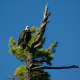 The national bird, the bald eagle.