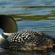 The state bird, the loon.