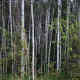 Aspen regrowth is a favored habitat for ruffed grouse.