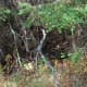 look under the pine bough, there's a ruffed grouse