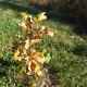 A young oak many years from being mighty.