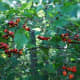 High bush cranberries, ruffed grouse love 'em.