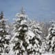 snowy trees