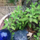 This sage is a long lasting beast too - delicious for flavoring chicken or pork.
