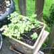 This oregano has been with me 10 years now. I strip the leaves and add to chicken soup.