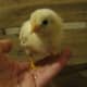 Have you ever met a chick named Earbud? Well, now you have! Earbud is one of our largest chicks. He's also the most observant. If you talk to him in a soft voice, he tilts his head like he's straining to hear what you're saying. 