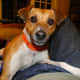 A lounging terrier on my lap... but ready to play... if I should want...