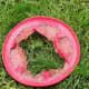 Rat Terrier 2,199 : Frisbee 0