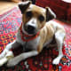 The face of a Rat Terrier? Fine boned, sleek, expressive. Not all Ratties have standing ears.
