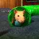 Rats are lovable animals with lots of energy and personality!
