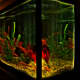 Fish tanks can look stunning with enough decorations, plants and lights.