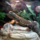 Exotic lizards have differing light, heat and habitat requirements.