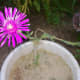 Delosperma (ice plant)
