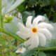 night jasmine flower