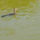 Neotropic Cormorants in Archbishop Joseph A. Fiorenza Park - One has a fish in its mouth!