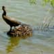 Neotropic Cormorant